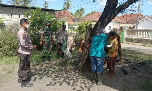 Cegah Penyebaran Virus PMK di Jember, TNI Polri Optimalkan Peran Bhabinkamtibmas dan Babinsa