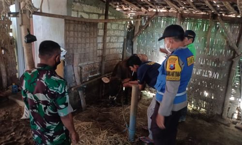 Cegah PMK, Ini yang Dilakukan Petugas Gabungan Polres Bojonegoro